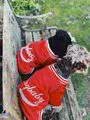 'Baby Dog' Bomber Jacket - Fleeced