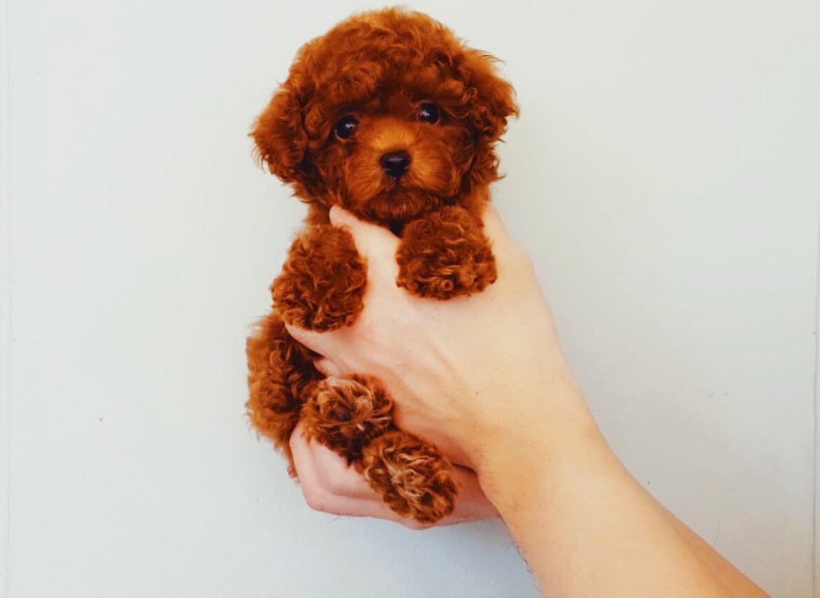 About Pocket Poodles London