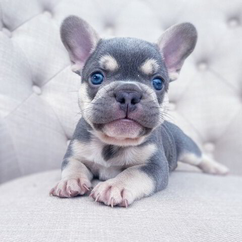 French Bulldog Puppy