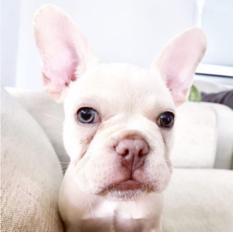 platinum french bulldog girl