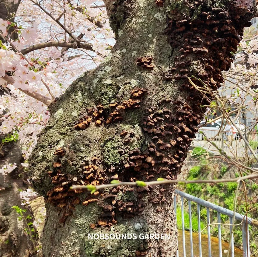 老木サクラの腐朽対策