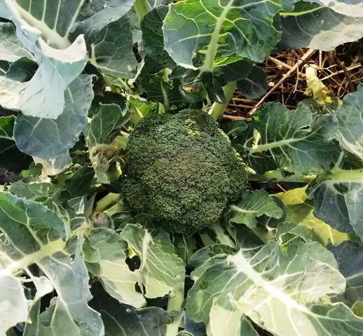 broccoli in my garden, mid-December