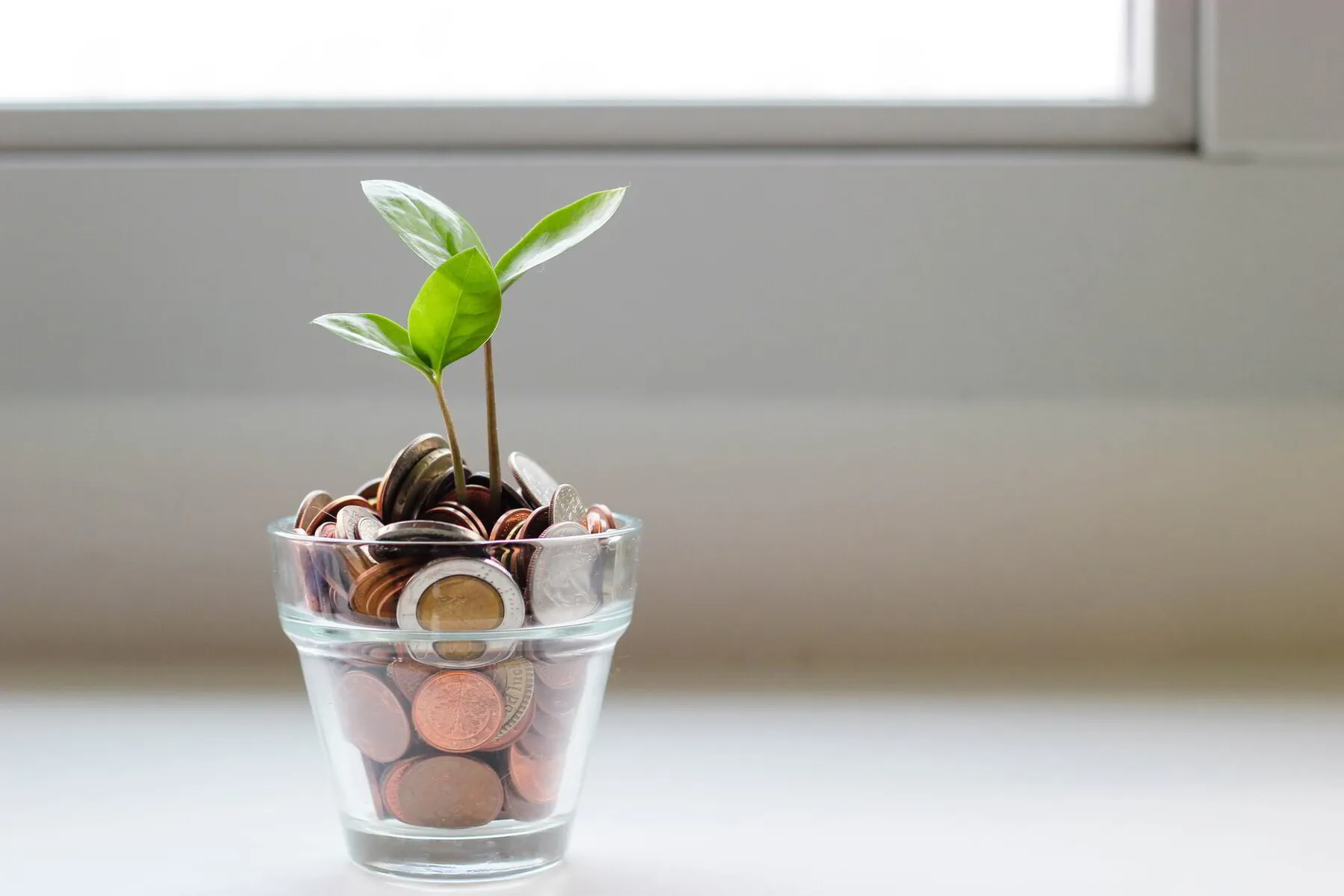Plant growing out of a coin jar