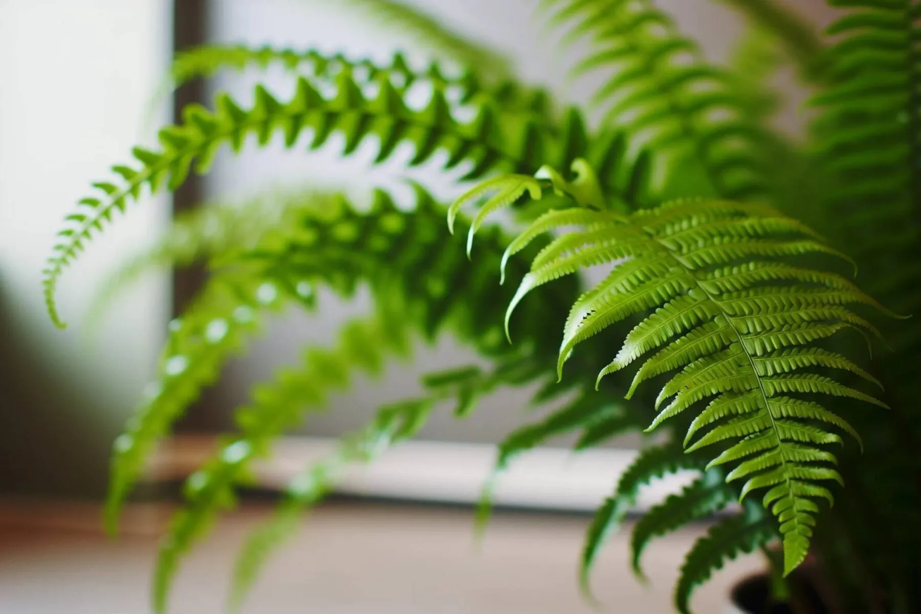 Lush Boston fern in a high-humidity environment