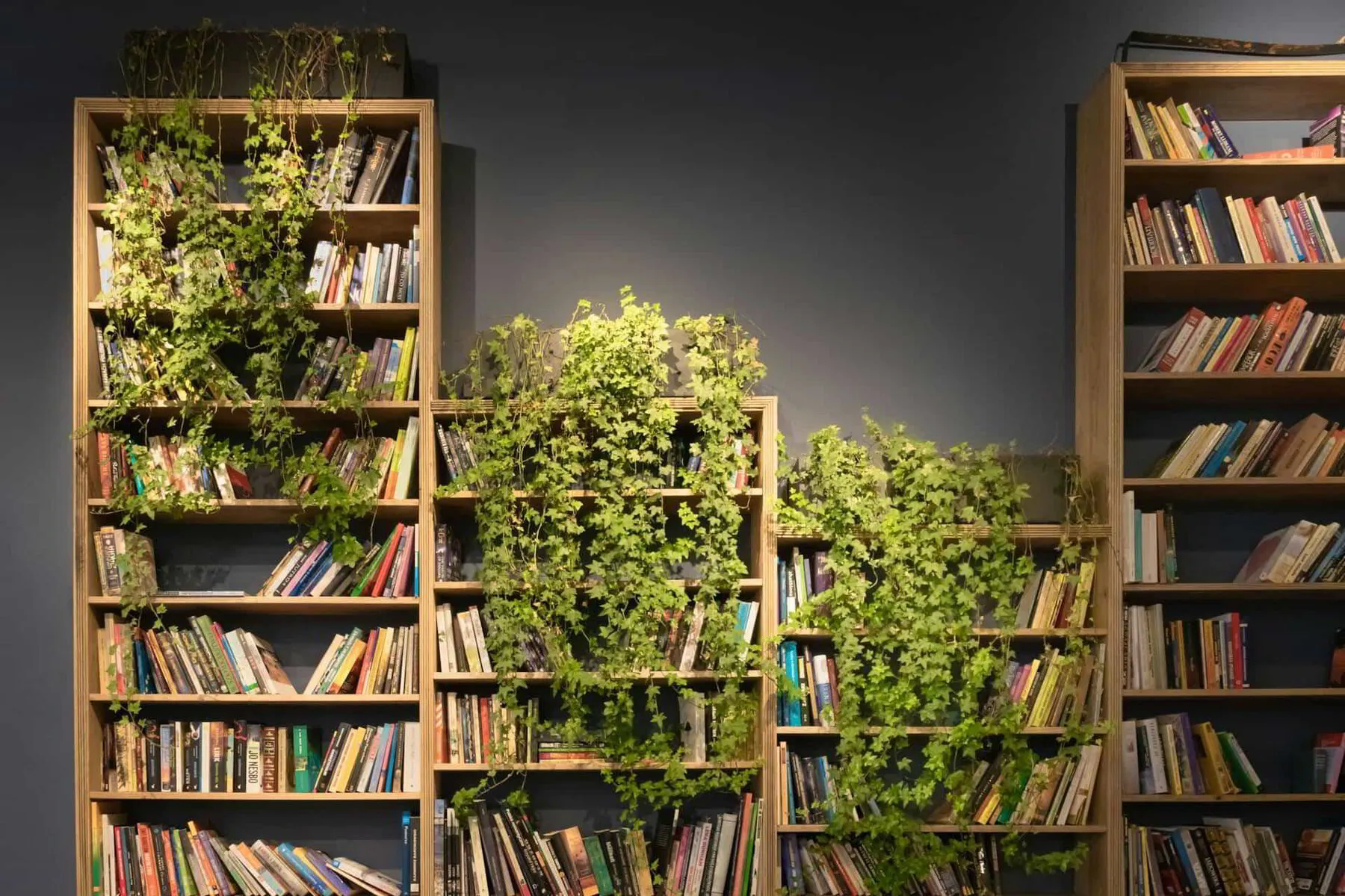 plants hanging over a bookshelf