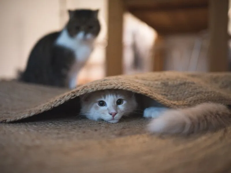 cat hiding under carpet
