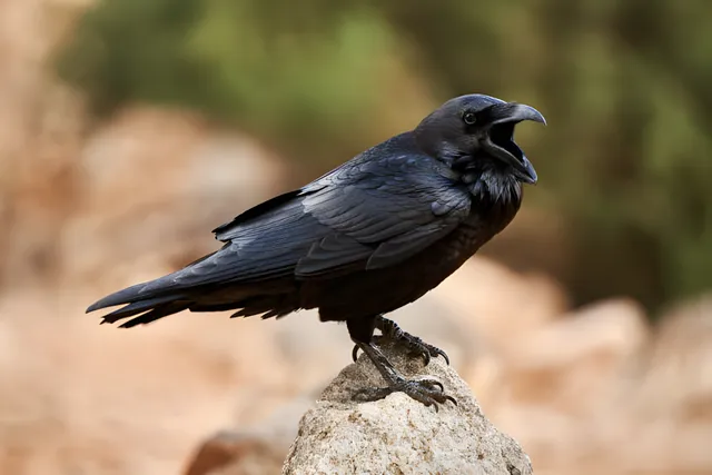 Amco Pest Solutions: Your Trusted Experts for Raven Removal!
