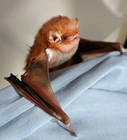 Eastern Red Bat Removal Experts | Amco Pest Solutions