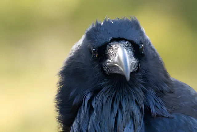 Amco Pest Solutions: Your Trusted Experts for Raven Removal!