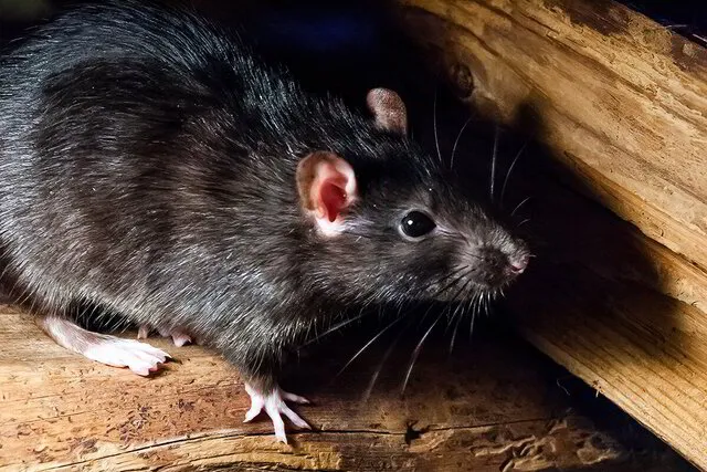 Roof Rats: Behavior, Risks & Control Methods | Amco Pest Library