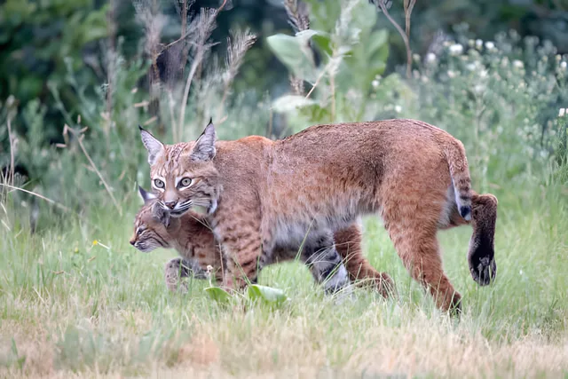 Bobcat Removal Services | Safe and Humane Solutions by Amco Pest