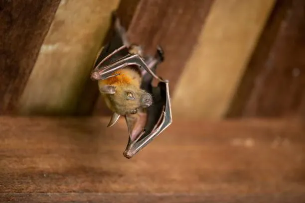 Bat Habitat Image