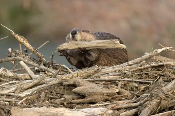 Understanding Beavers: Habitats and Control Methods | Amco Pest Library