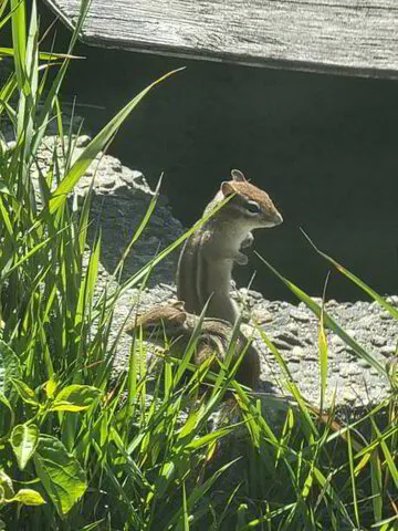 Chipmunk Control in New Jersey: Expert Pest Management | Amco Pest ...