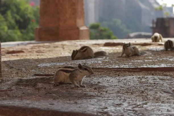 Chipmunk Control in New Jersey: Expert Pest Management | Amco Pest ...