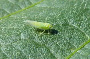 Leafhoppers: Detection, Damage, and Effective Control | Amco Pest Library