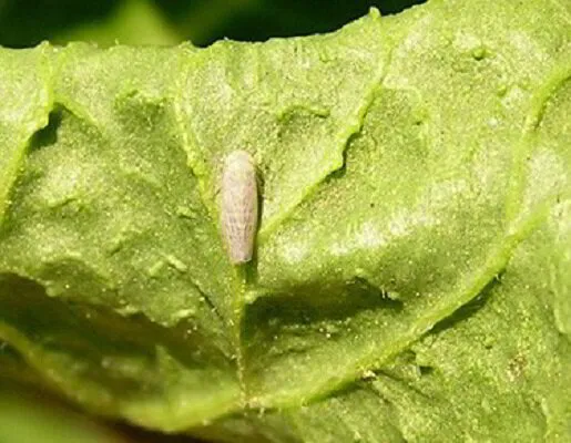 Leafhoppers: Detection, Damage, and Effective Control | Amco Pest Library