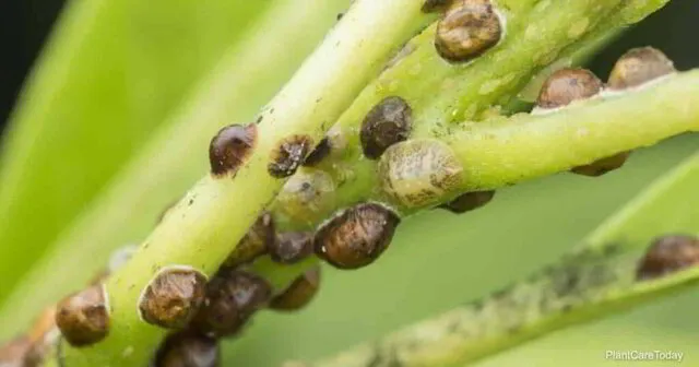 Scale Insects: Spotting and Managing Infestations | Amco Pest Library