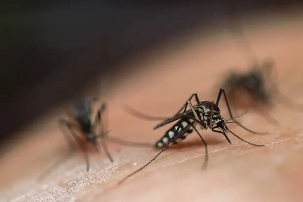 Mosquitoes: 3 Things You Should Know
