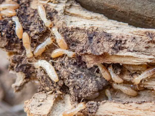Four Signs Your New Jersey Property Has A Termite Problem