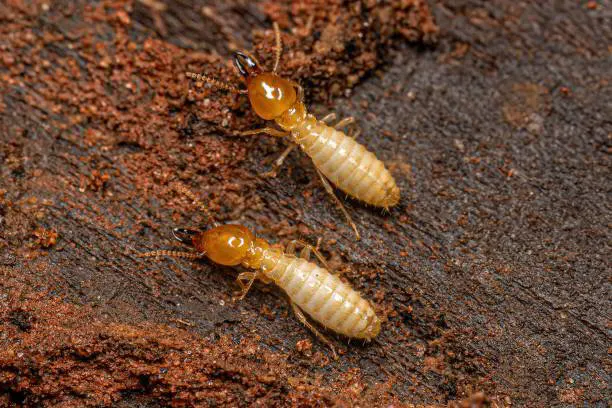 Get A Free Termite Inspection