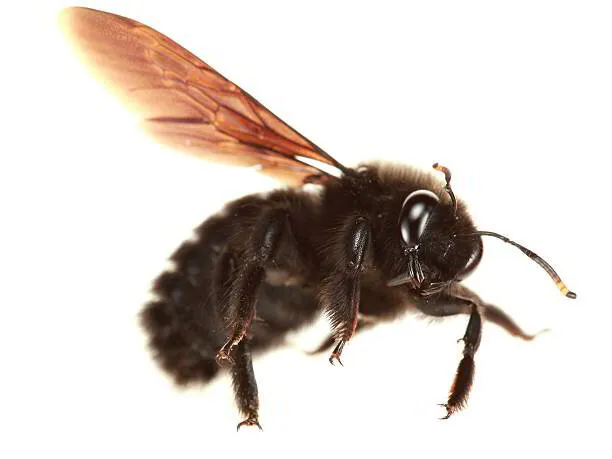 Spotting Carpenter Bee Problems Around Your New Jersey Property