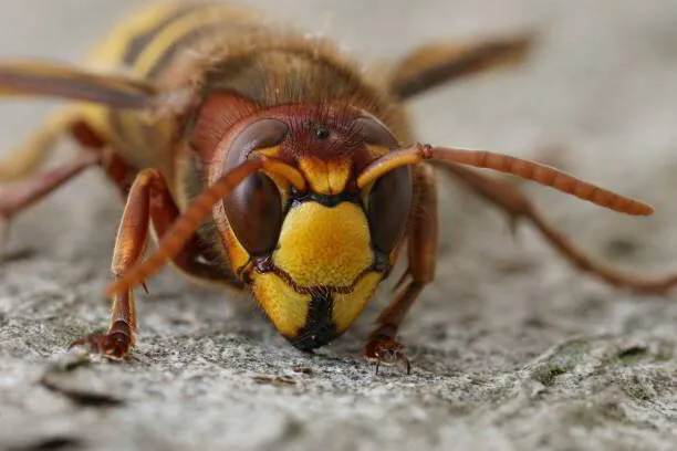 How To Keep Hornets Away From Your New Jersey Property