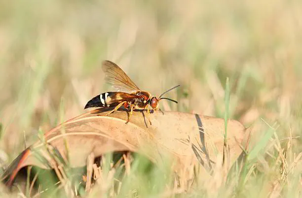 How Dangerous Are The Cicada Killers In New Jersey?
