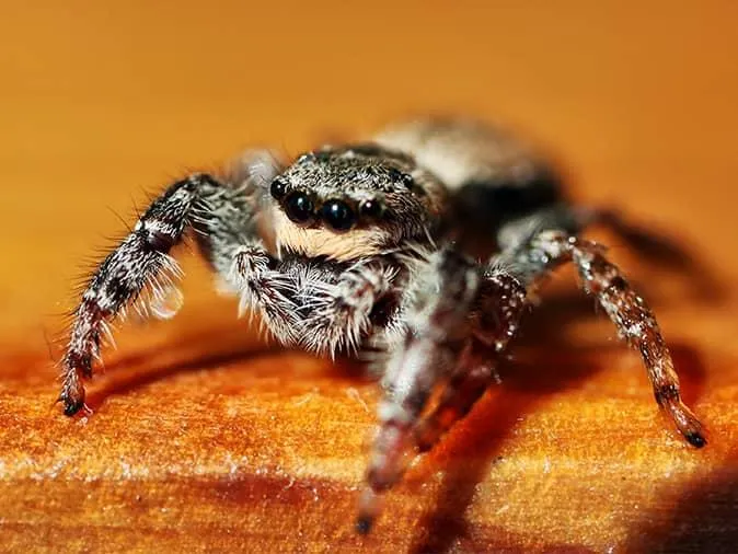 The Trick To Keeping Spiders Out Of Your New Jersey Home