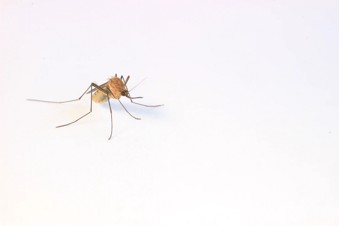 How To Get Rid Of Mosquitoes This Summer