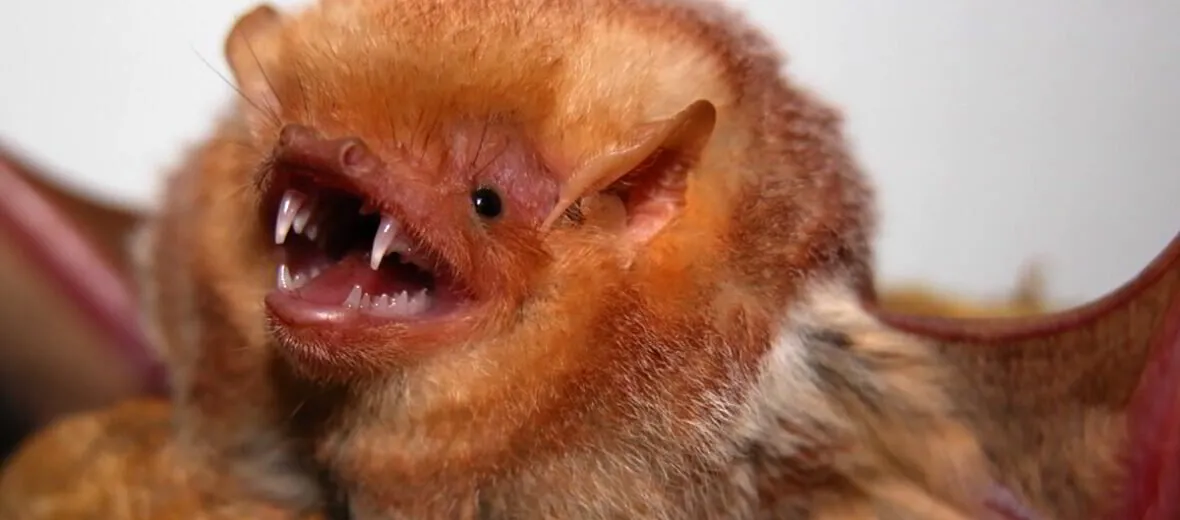 Eastern Red Bat Removal Experts | Amco Pest Solutions
