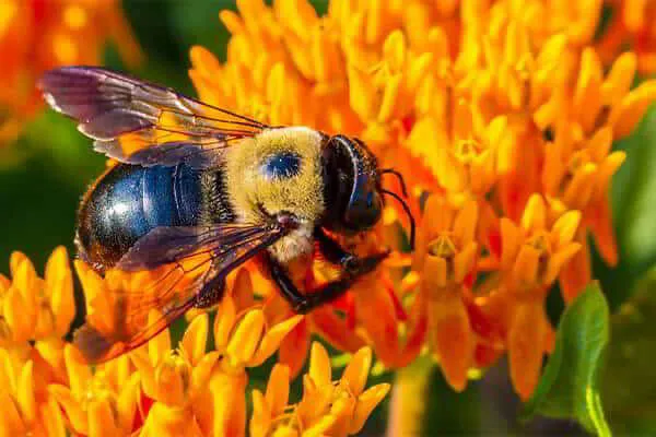 Carpenter Bees – The Bumblebee Wannabee!