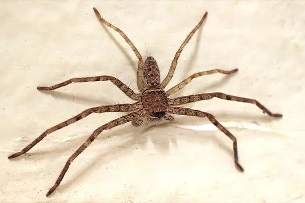 What Every New Jersey Homeowner Ought to Know About House Spiders