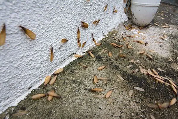 What Every Property Owner In New Jersey Needs To Know About Termite Swarms