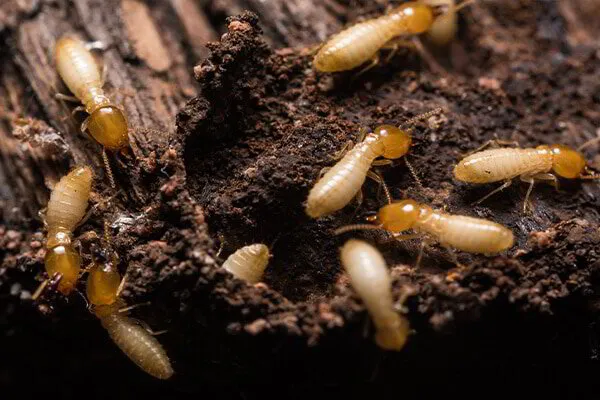 How Dangerous Is It To Have Termites In My New Jersey Home?
