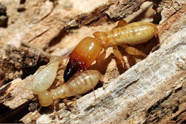 Soldier Termites Attack