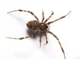A Step-By-Step Guide To Spider Control For New Jersey Property Owners