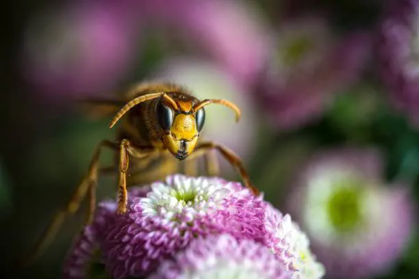 The Secret To Keeping Wasps Away From Your New Jersey Yard