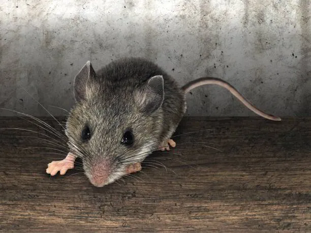 What Every New Jersey Property Owner Needs To Know About Rat Control