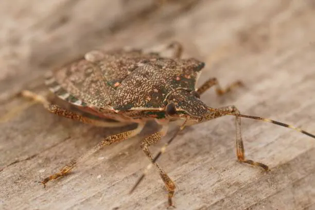 Pest Library: Stink Bug Insights, Prevention Tips, and Effective ...