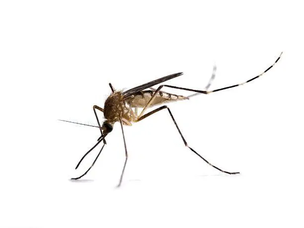 What Your New Jersey Yard Needs For Effective Mosquito Control