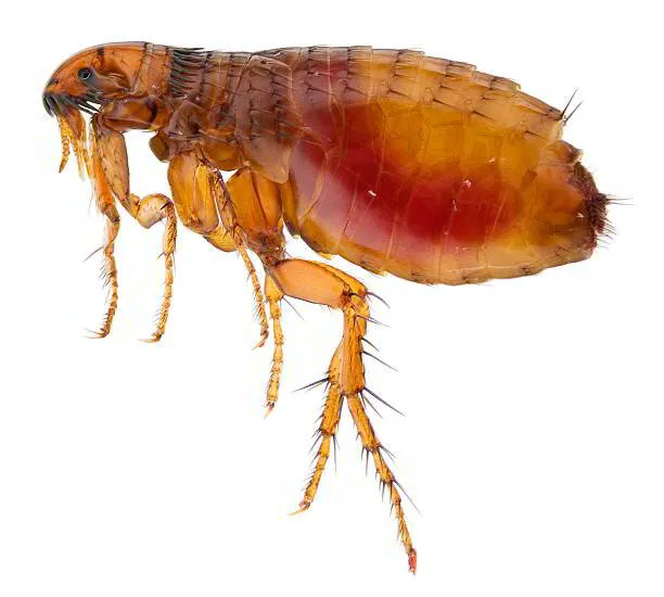 The Dangers Fleas Bring Into Your New Jersey Home