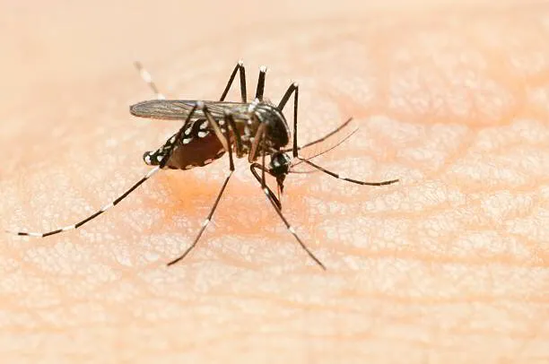 The Secret To Effective Mosquito Control For Your New Jersey Yard