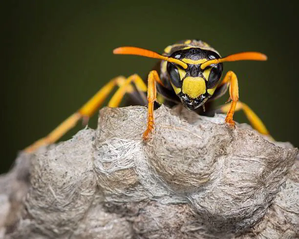 The Trick To Keeping Wasps Out Of Your New Jersey Yard