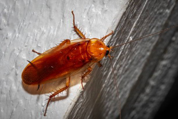 How Dangerous Is It To Have Cockroaches In Your New Jersey Home?