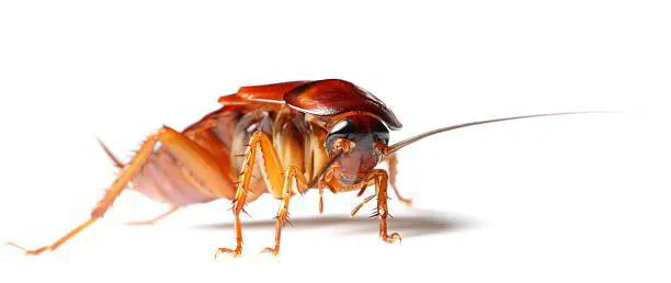 Five Early Signs Of Cockroaches In Your New Jersey Home
