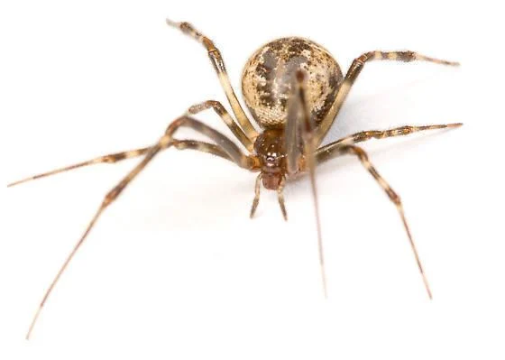 A Guide To House Spider Control For New Jersey Property Owners