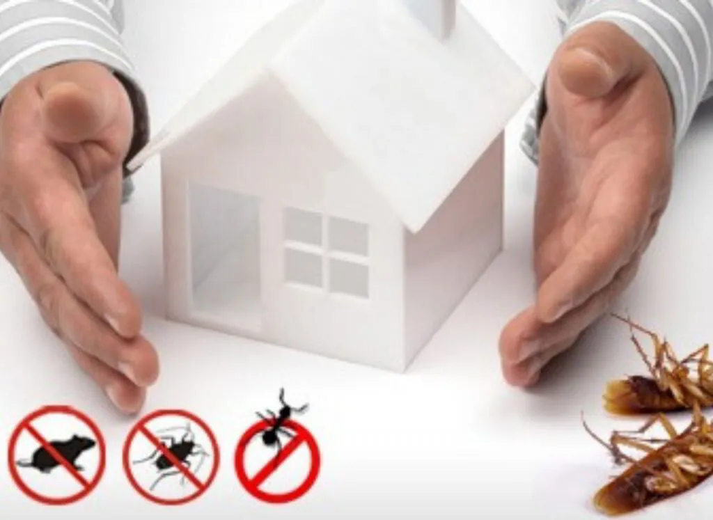 Home Protection from Pests Essential Tips