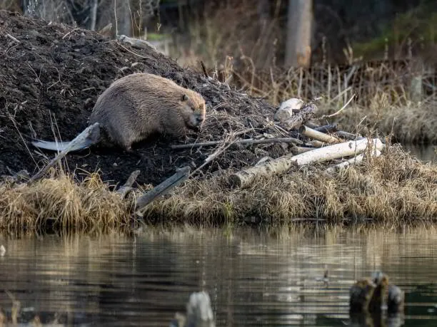 Understanding Beavers: Habitats and Control Methods | Amco Pest Library