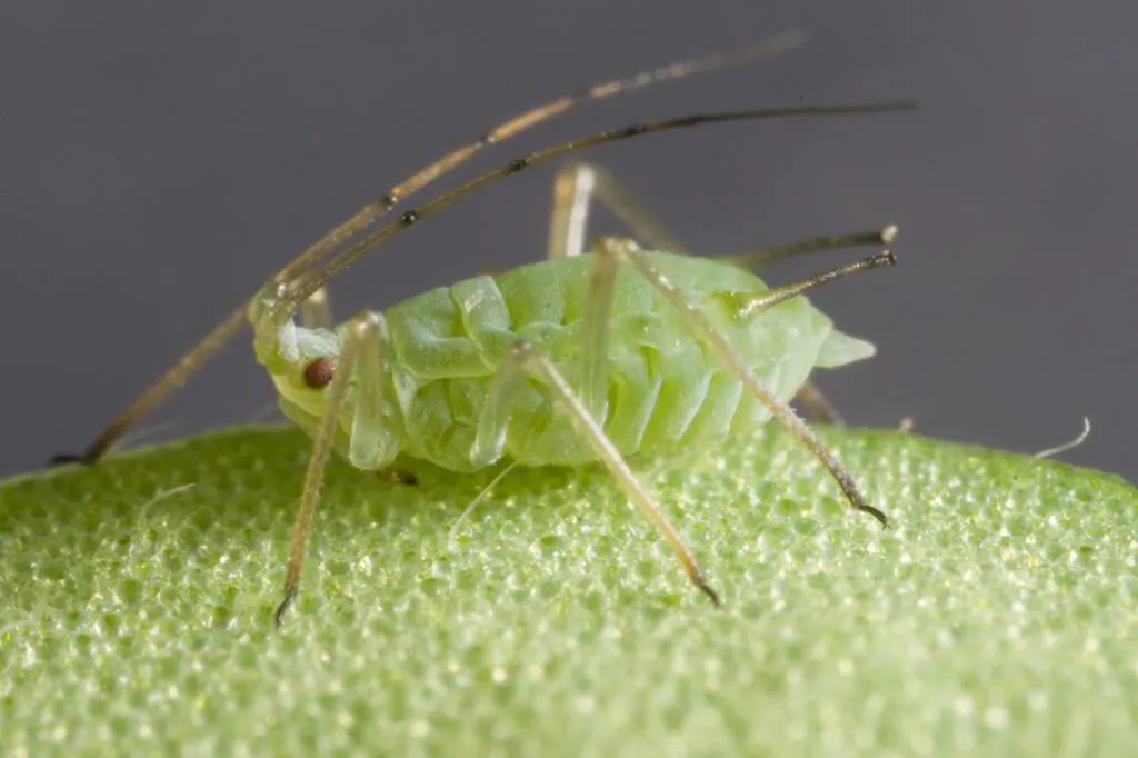 Aphids: Types, Risks & Control Methods | Amco Pest Library